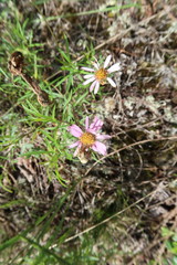 Symphyotrichum yukonense