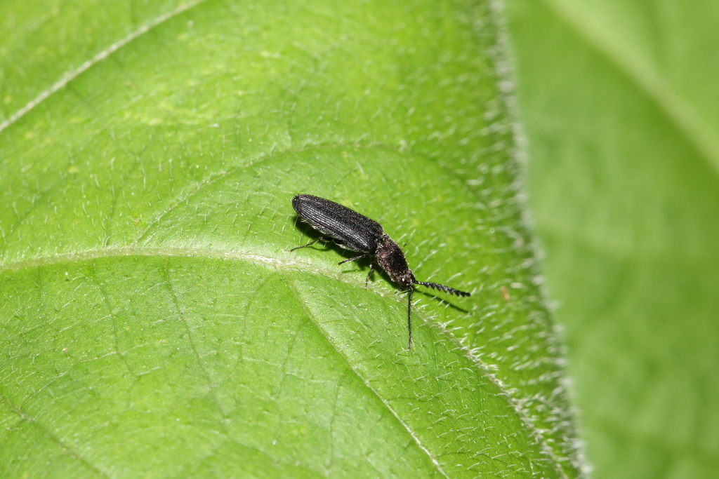 Limonius eximius