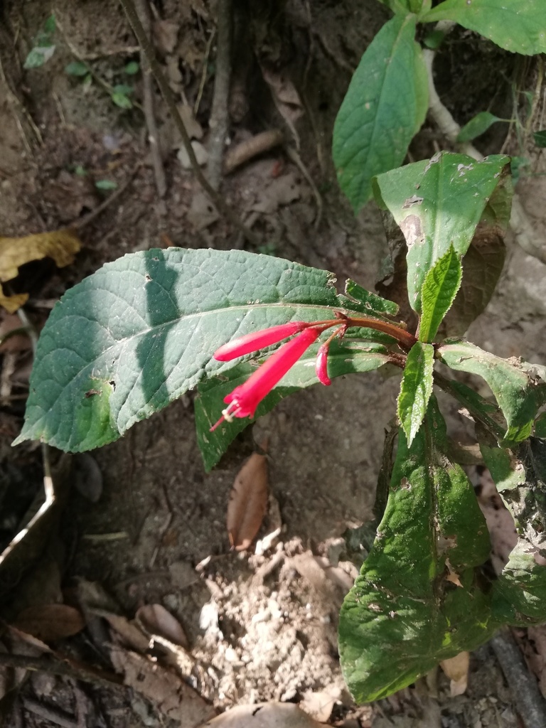 Tetranema megaphyllum