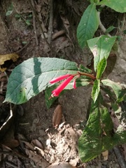 Tetranema megaphyllum