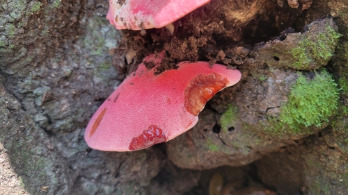 Fistulina image