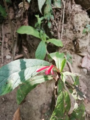 Tetranema megaphyllum