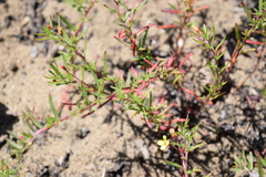 Camissonia strigulosa