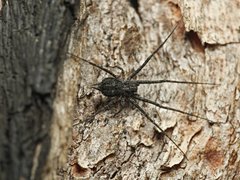 Tamopsis fickerti