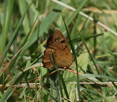 Heteronympha penelope