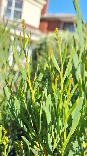 Image of Acacia ligulata by no rights reserved