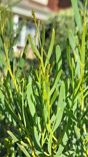 Image of Acacia ligulata by no rights reserved