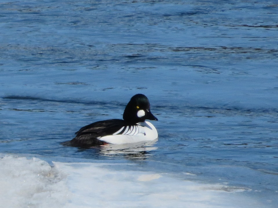 Common Goldeneye from St. Cloud, Minnesota on March 26, 2023 at 0153