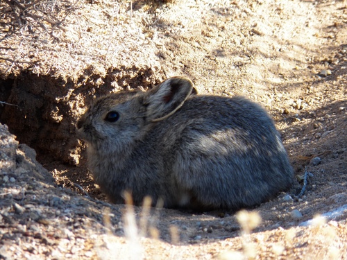 Pygmy Rabbit photographed in Nevada