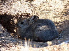 Sylvilagus idahoensis