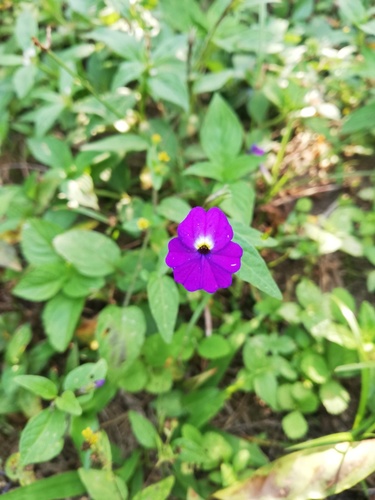 Jamaican forget-me-not (Browallia americana)