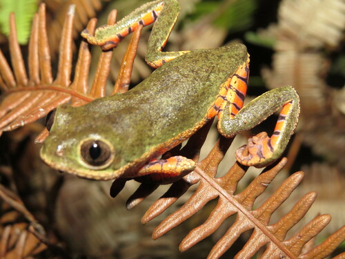 Pithecopus oreades
