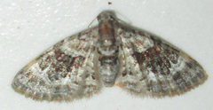Pasiphila derasata