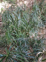 Cyperus alterniflorus