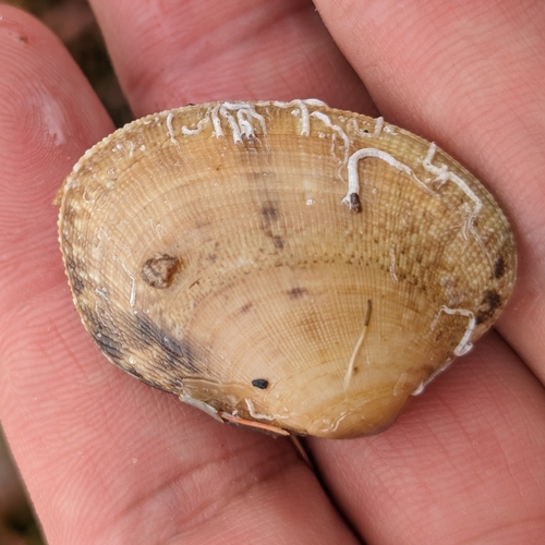 grooved carpet shell