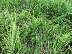 Poa eminens