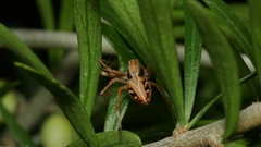 Oxyopes amoenus