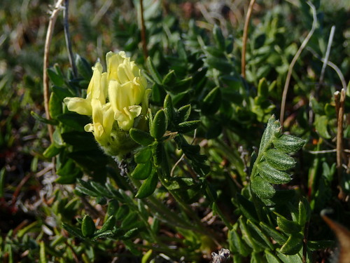 Image of Maydell's Point-Vetch (Oxytropis maydelliana) by (c) Katherine Baird, some rights reserved (CC BY)