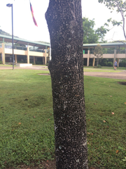 Gmelina fasciculiflora