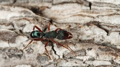 Rhytidoponera aspera