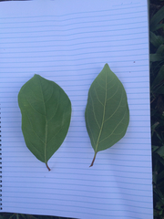 Gmelina fasciculiflora