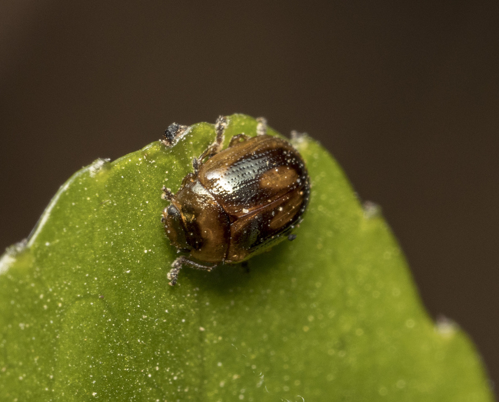 Araucanomela