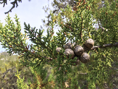 Cupressus abramsiana