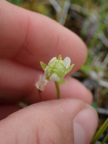 Image of Parnassia kotzebuei by no rights reserved