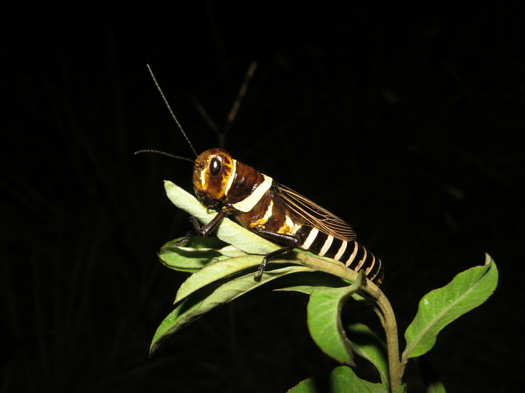 Zoniopoda exilipes