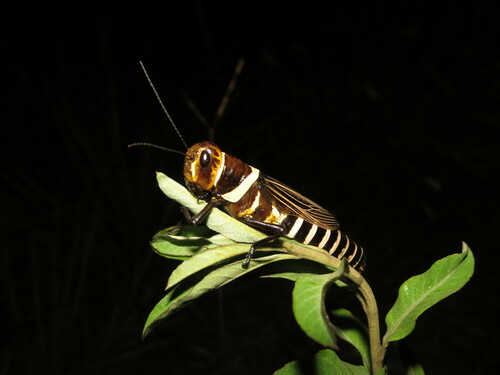 Zoniopoda exilipes
