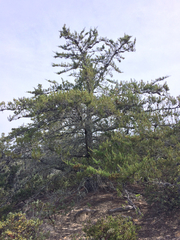 Cupressus abramsiana