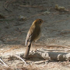 Catharus occidentalis