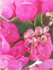 Frieseomelitta nigra