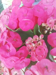 Frieseomelitta nigra