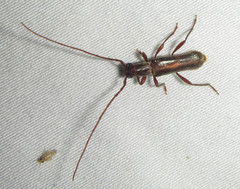 Ossibia fuscata
