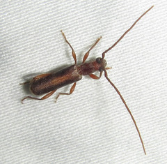 Ossibia fuscata