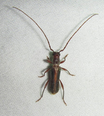Ossibia fuscata