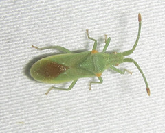 Brotheolus viridis