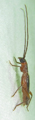Ossibia fuscata