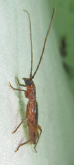 Ossibia fuscata