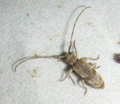 Eunidia vagevittata
