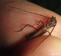 Ossibia fuscata