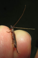 Ossibia fuscata