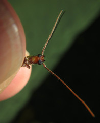 Ossibia fuscata