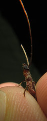 Ossibia fuscata