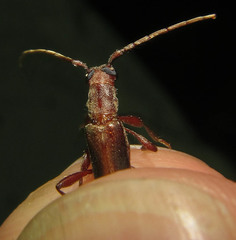 Ossibia fuscata