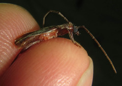 Ossibia fuscata