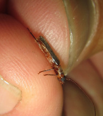 Ossibia fuscata