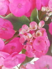 Frieseomelitta nigra