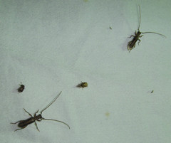 Ossibia fuscata